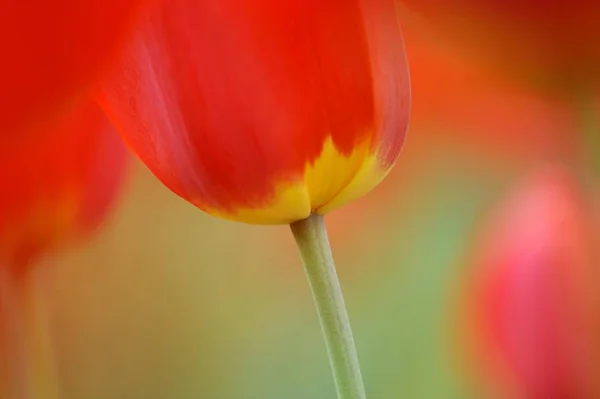 Tulipanes Tulipa Flor Roja — Foto de Stock