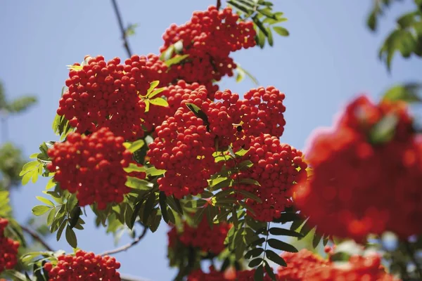 Рованські Ягоди Гілках Дерев Sorbus Aucuparia — стокове фото