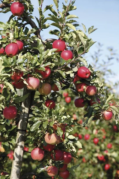 Frutteto Mele Rosse — Foto Stock