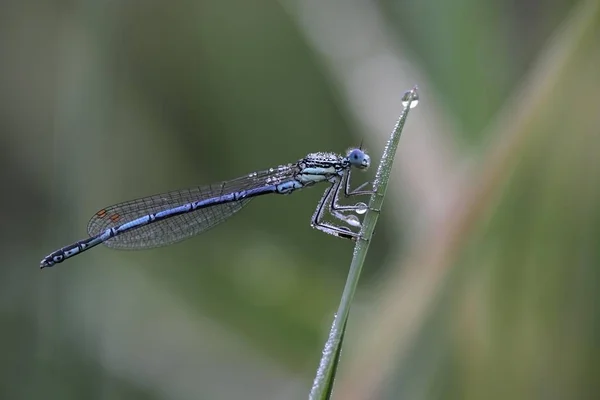 Platycnemis Pennipes Dragonfly Hmyz Zelené Trávě — Stock fotografie