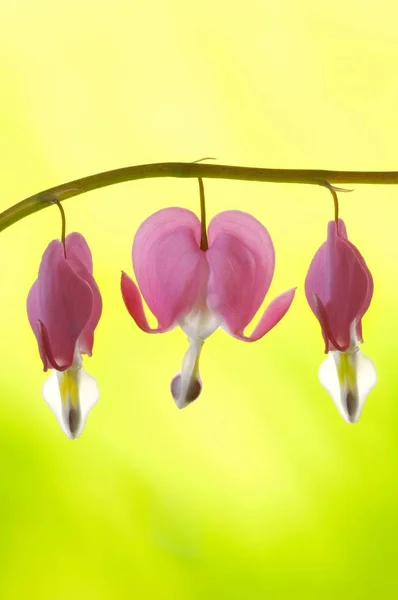 Рожевий Дицентр Спектральні Серця Квіти — стокове фото