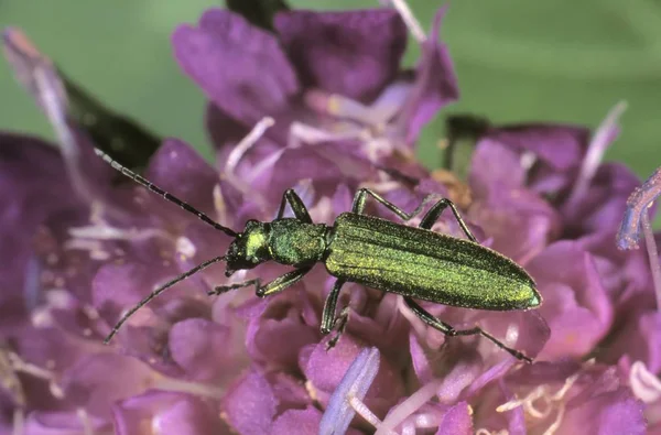 Fioletowy Kwiat Poduszkowe Driakiew Roślin Zielony Bug — Zdjęcie stockowe