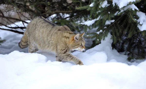 Wildcat Felis Silvestris Winter Prowl — Stock Photo, Image