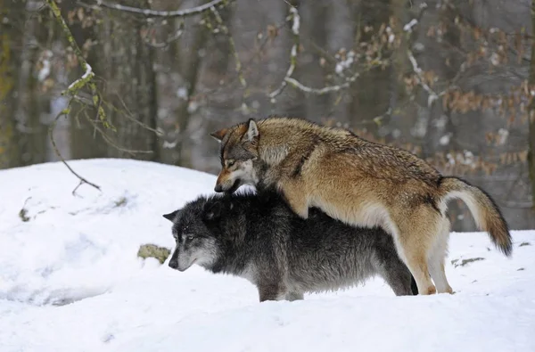 Mackenzie Wilk Wilk Tundra Alaski Lub Kanadyjski Wilk Leśny Dwa — Zdjęcie stockowe