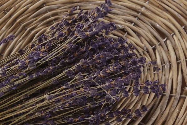 Bundle Dried Aromatic Purple Lavender — Stock Photo, Image