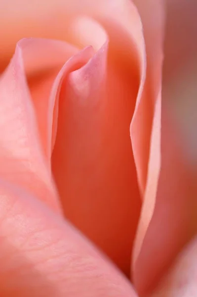 Розовый Цветок Rosa Подробный План Фауна Природе — стоковое фото