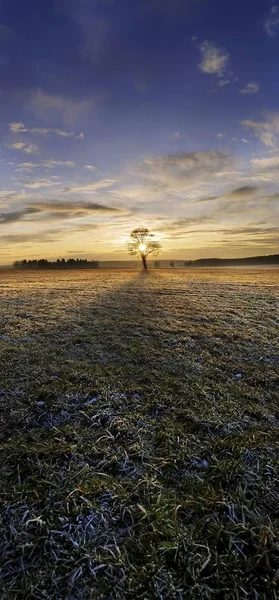 Zonsondergang met een eenzame eik — Stockfoto