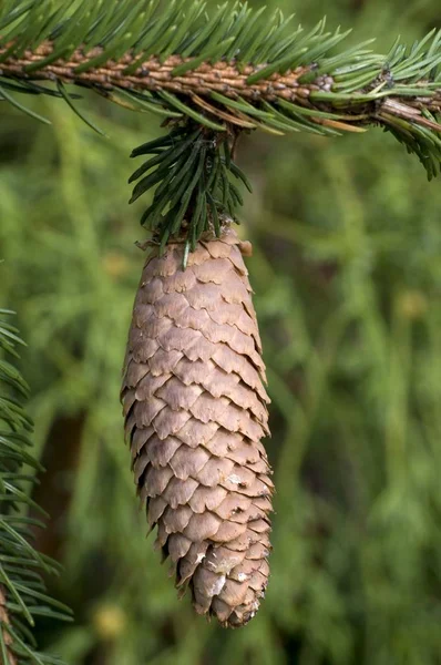 Norge Spruce Picea Abies Kon Träd — Stockfoto