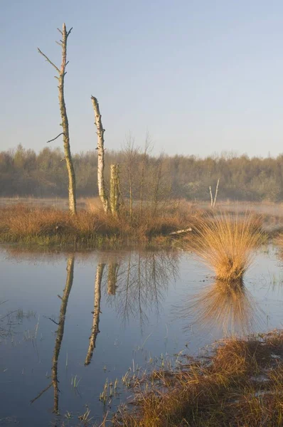 Holandský Bog Rezervovat Bargerveen Při Východu Slunce Nizozemsko Evropa — Stock fotografie