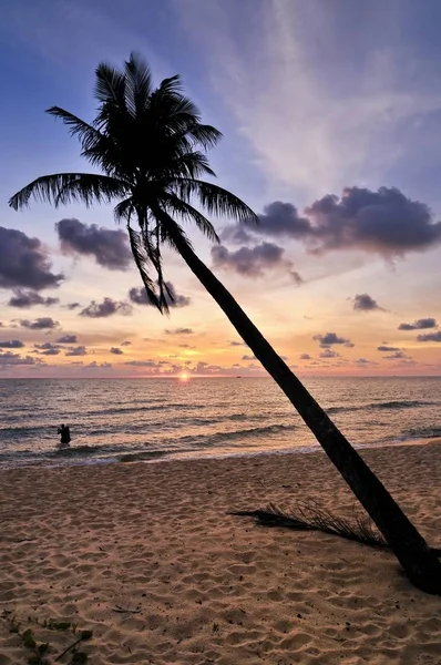 Palmboom bij atmosferische zonsondergang — Stockfoto