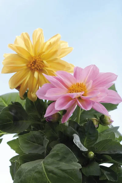 Flores Dalia Amarillas Rosadas —  Fotos de Stock