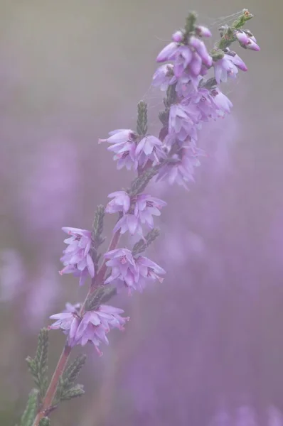 Hanga Calluna Vulgaris Közelről — Stock Fotó