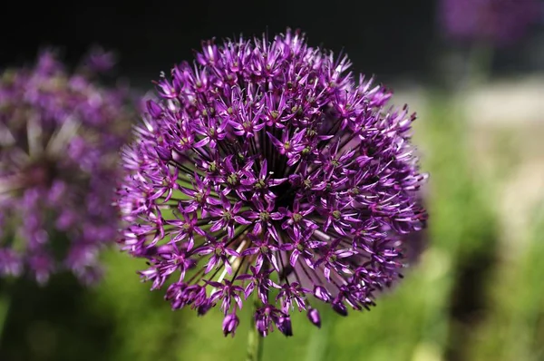 Цветок Декоративного Лука Allium Nigrum — стоковое фото