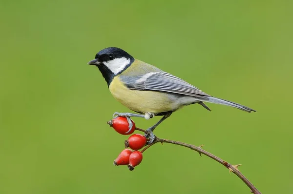 Great Tit Parus Major Bird Sitting Tree Branch Red Berries — Stock Photo, Image