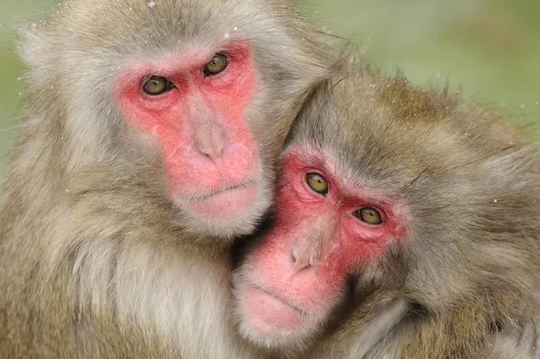 겨울에 원숭이 Macaca Fuscata — 스톡 사진