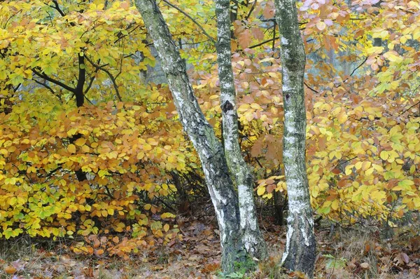 Gele Herfstbladeren Boomtakken Fagus Sylvatica — Stockfoto