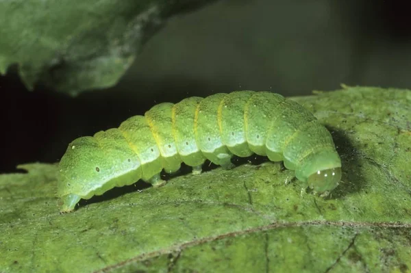 Nahaufnahme Kleiner Winkelschattierungen Euplexia Lucipara Raupe — Stockfoto