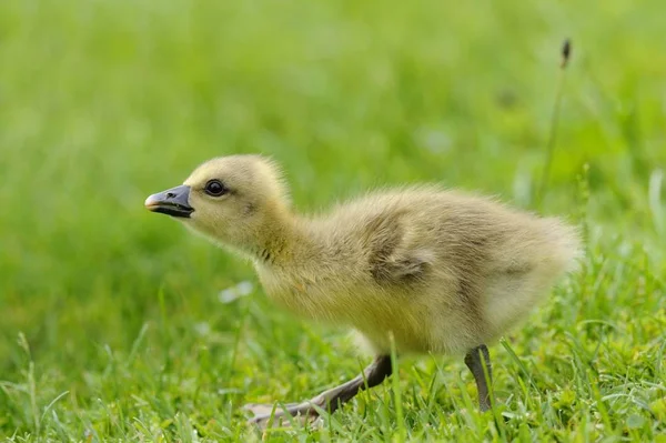 Gęś Siwa Anser Anser Gosling — Zdjęcie stockowe