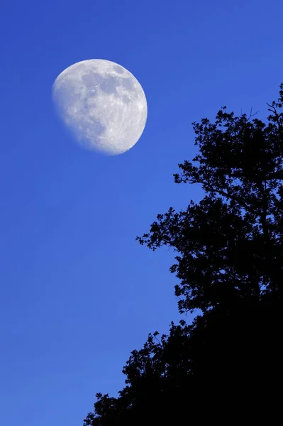 Luna Cielo Azul Parte Superior Del Árbol —  Fotos de Stock