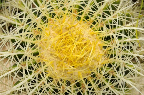 Gelbgold Fasskaktus Echinocactus — Stockfoto