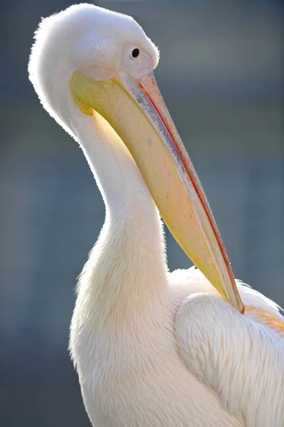 Great White Pelican — Stock Photo, Image