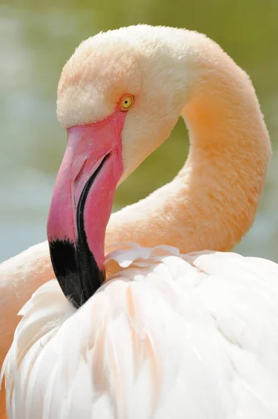 Chilean Flamingo Bird Phoenicopterus Chilensis — Stock Photo, Image