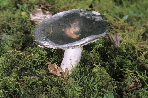 Charbon Bois Champignon Brûleur Russula Cyanoxantha — Photo