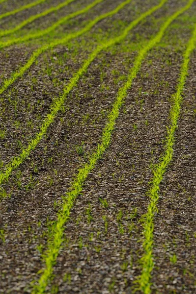 Feld Mit Jungen Maispflanzen — Stockfoto