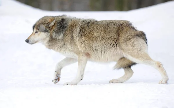 Mackenzie Valley Wolf Alaskan Tundra Wolf Canadian Timber Wolf Snow — Stock Photo, Image