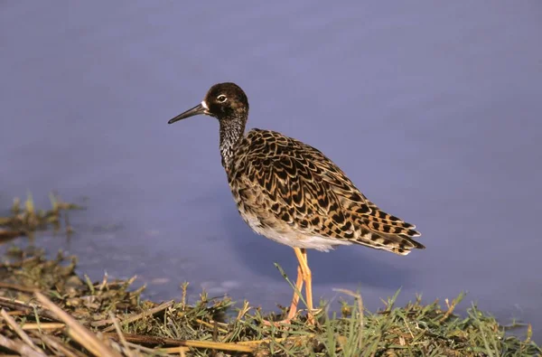 Ruff Philomachus Pugnax Ave —  Fotos de Stock