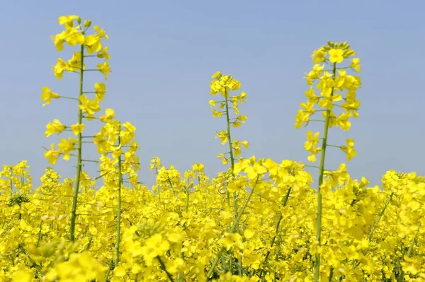 Pole Kwitnący Rzepak Brassica Napus — Zdjęcie stockowe