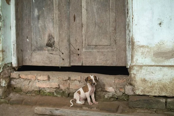 Young dog in front of wooden door