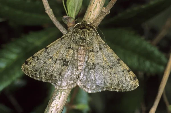 Primer Plano Pale Brindled Beauty Apocheima Pilosaria Macho — Foto de Stock