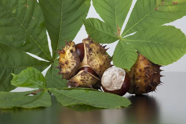 Rosskastanie Aesculus Hippocastanum Blätter Und Früchte Mit Und Ohne Kapsel — Stockfoto