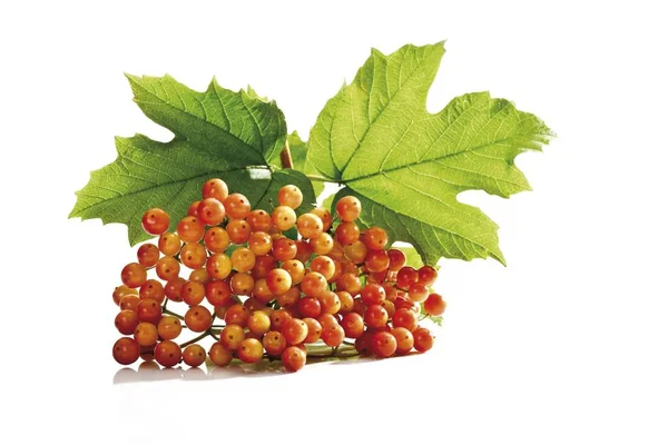 Viburnum Viburnum Spec Fruta Inmadura Aislada Sobre Fondo Blanco — Foto de Stock