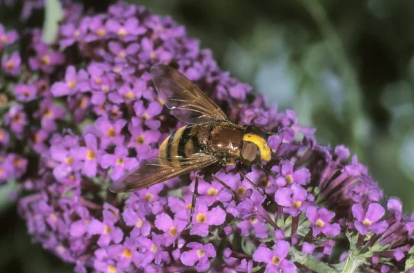 Hornet Mimic Hoverfly Volucella Zonaria Sugando Néctar Arbusto Borboleta Buddleja — Fotografia de Stock