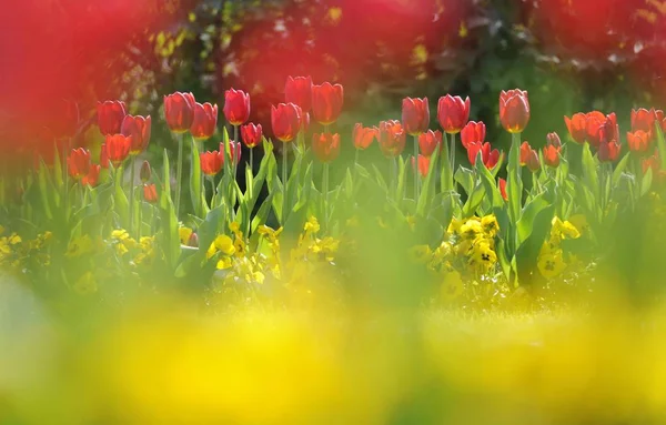 Schöne Sommertulpen Blumen Auf Der Wiese — Stockfoto