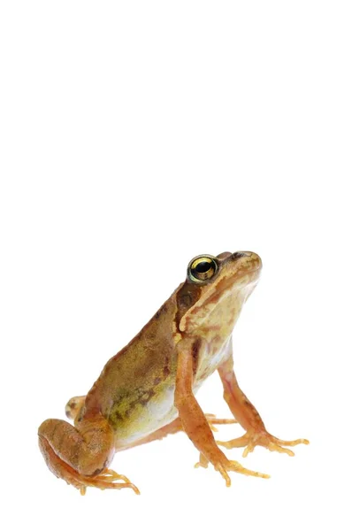 Common Frog Rana Temporaria Isolated White — Stock Photo, Image