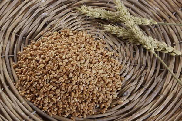 Пшеничные Зерна Triticum Пшеничными Ушами Пшеничной Корзине — стоковое фото