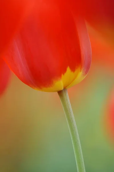 Tulipas Tulipa Flor Vermelha — Fotografia de Stock