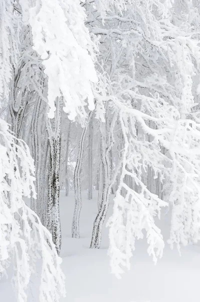 Fagus Sylvatica Árvores Floresta Paisagem Neve Estação Inverno — Fotografia de Stock