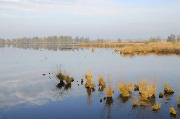 Восстановление Мокроты Голландском Заповеднике Баргервеен Нидерланды Европа — стоковое фото