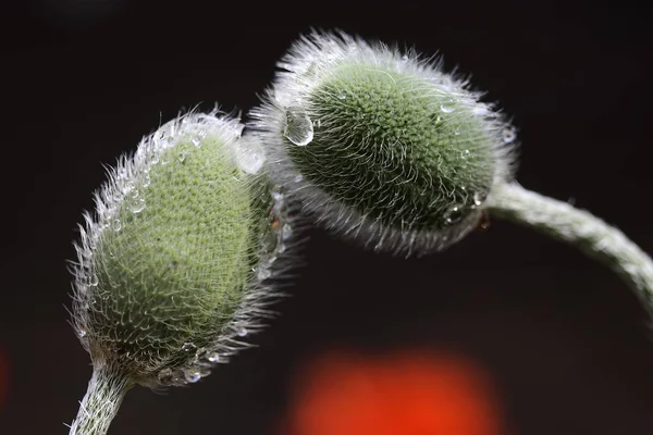 Μπουμπούκια Της Παπαρούνας Papaver Closeup Πανίδα Στη Φύση — Φωτογραφία Αρχείου