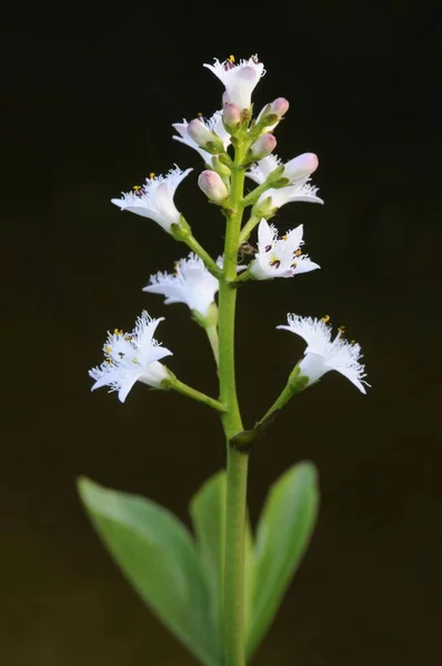 자리의 Menyanthes Trifoliata — 스톡 사진
