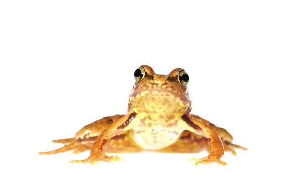 Common Frog Rana Temporaria Isolated White — Stock Photo, Image