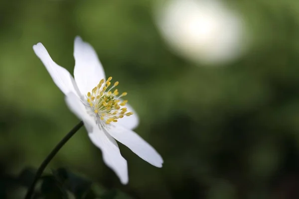 Waldanemone Windblume Weiße Anemone Nemorosa Blume — Stockfoto