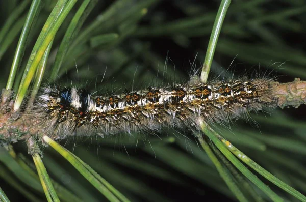 Fenyő Füles Moly Dendrolimus Pini Caterpillar Etetés Egy Fenyő — Stock Fotó