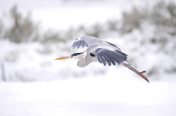 Grey Heron flying in winter — Stock Photo, Image