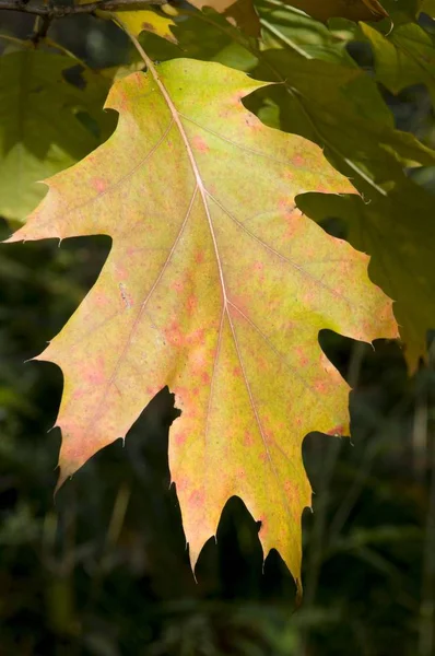 Północnej Dąb Czerwony Lub Mistrz Dąb Quercus Rubra Liść — Zdjęcie stockowe
