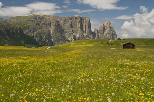 Prado Flores Frente Montanha Schlern Seiser Alm Alpe Siusi Dolomites — Fotografia de Stock